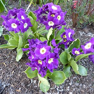 brian-purple-border
